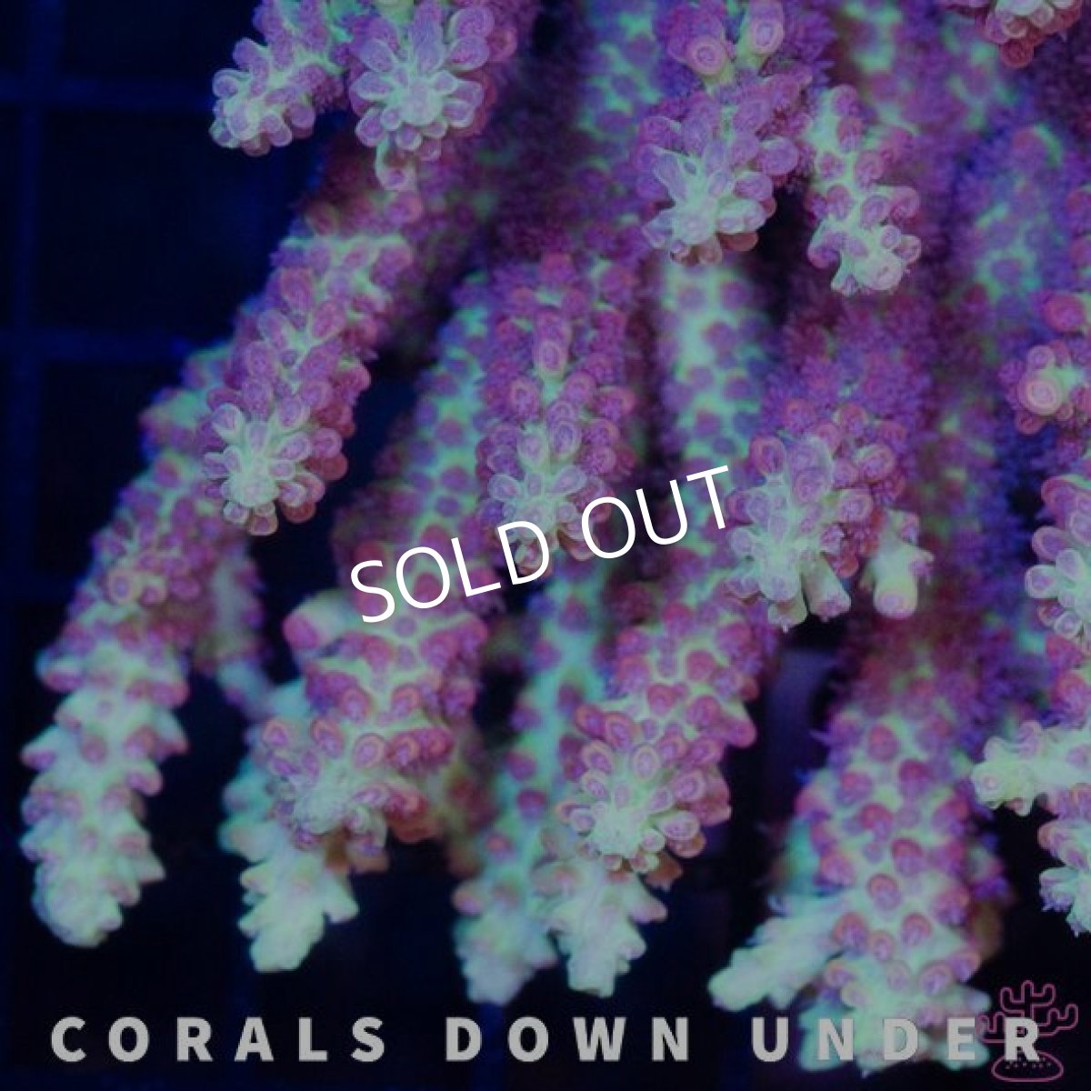 画像2: CDU Acropora Ultra No.209 (2)