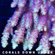 画像2: CDU Acropora Ultra No.209 (2)