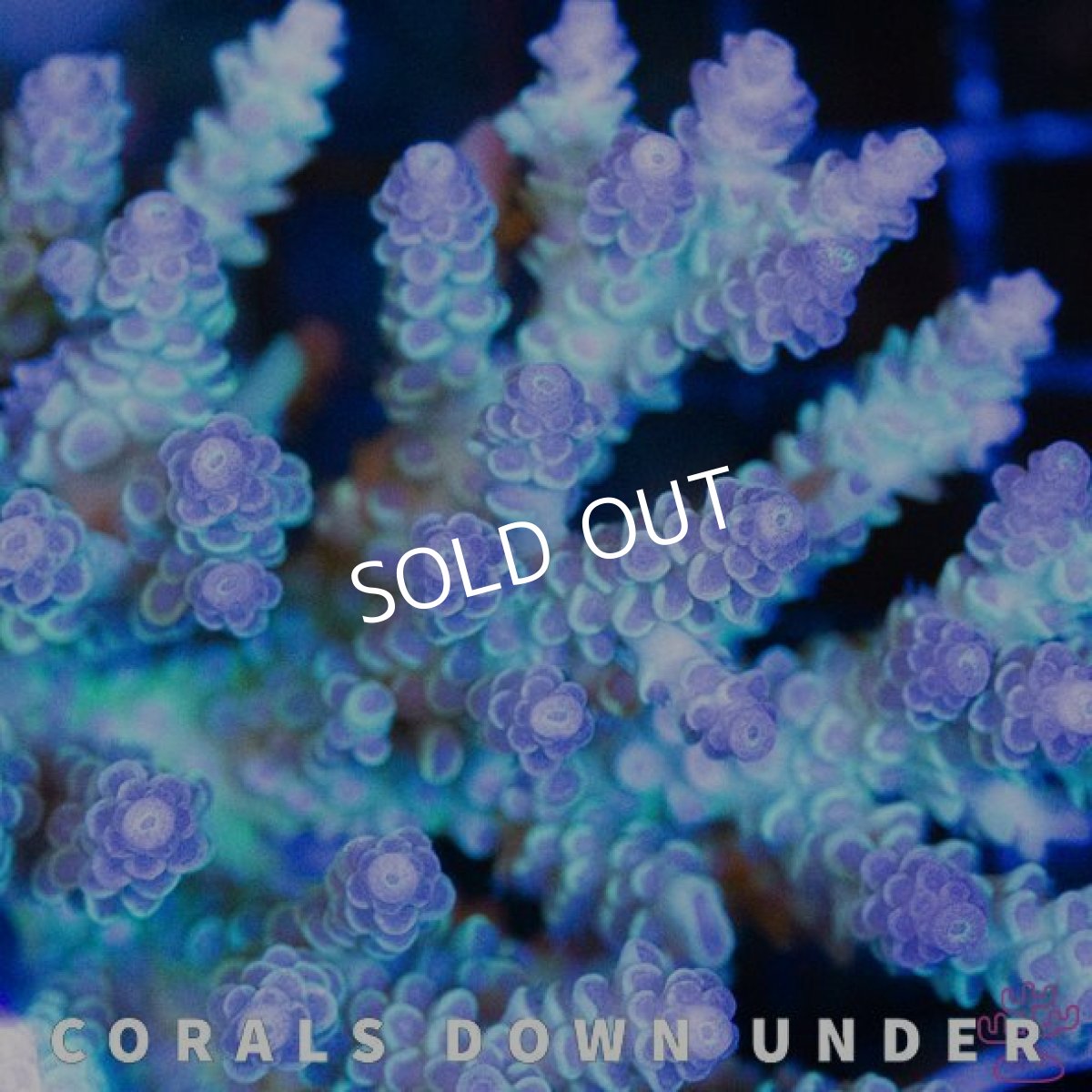 画像2: CDU Acropora Aqua licious No.208 (2)