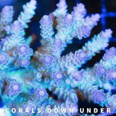 画像2: CDU Acropora Aqua licious No.208 (2)