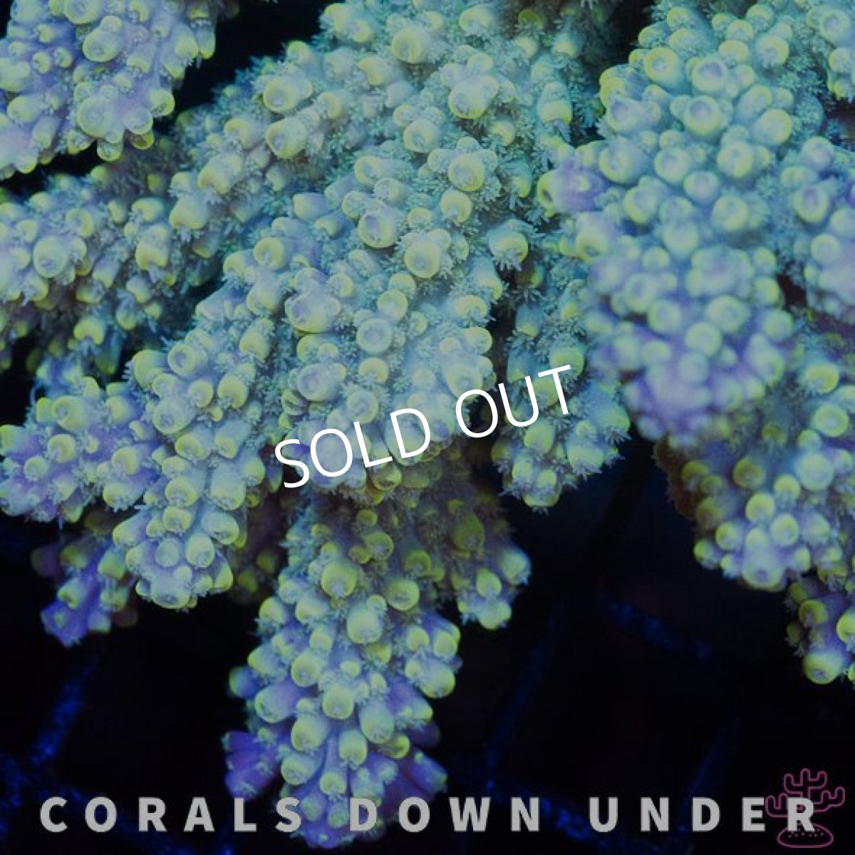 画像2: CDU Acropora Elkhorn No.210 (2)