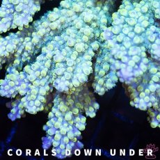 画像2: CDU Acropora Elkhorn No.210 (2)