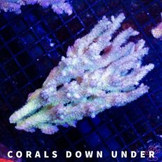 画像1: CDU Acropora Ultra No.212 (1)