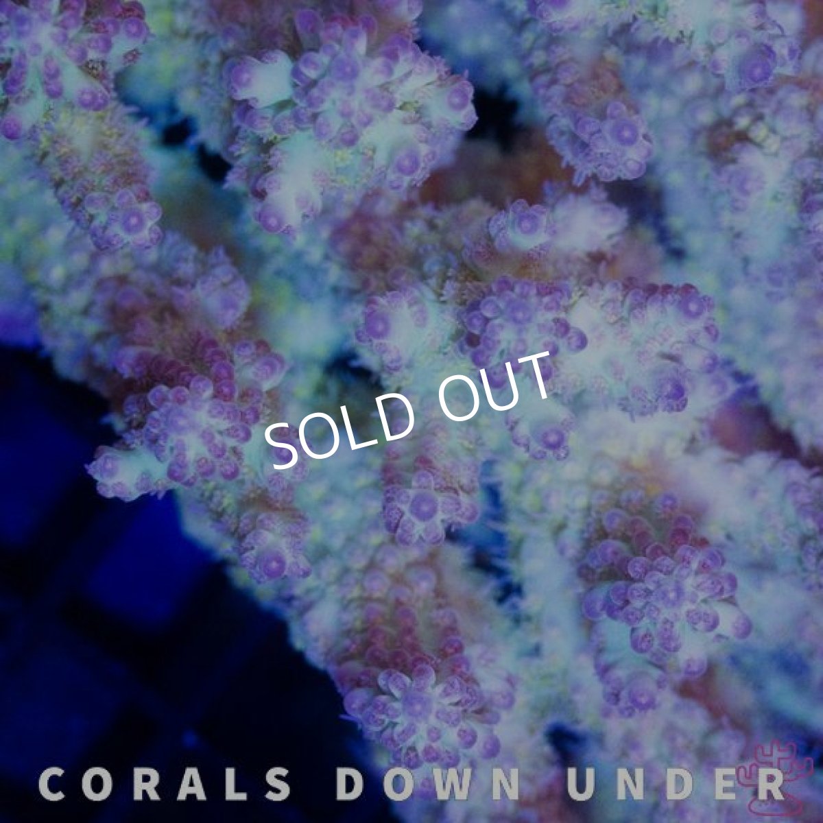 画像2: CDU Acropora Ultra No.212 (2)