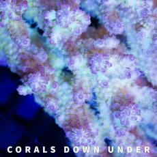 画像2: CDU Acropora Ultra No.212 (2)