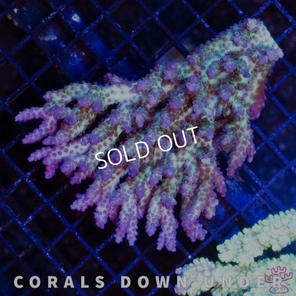 画像2: CDU Acropora Ultra No.213 (2)