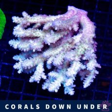 画像1: CDU Acropora Ultra No.214 (1)