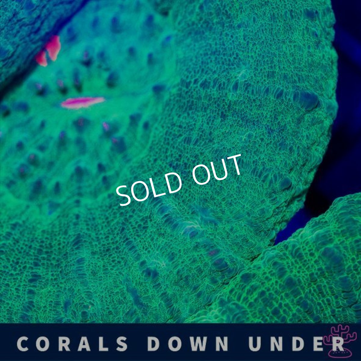 画像2: CDU スコリミア Green No.2 (2)