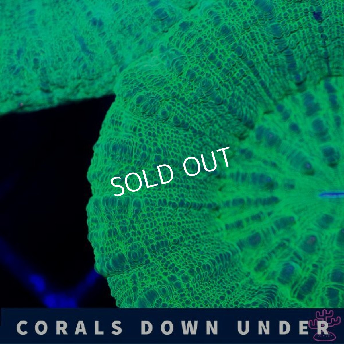 画像2: CDU　スコリミア　Green　No.1 (2)