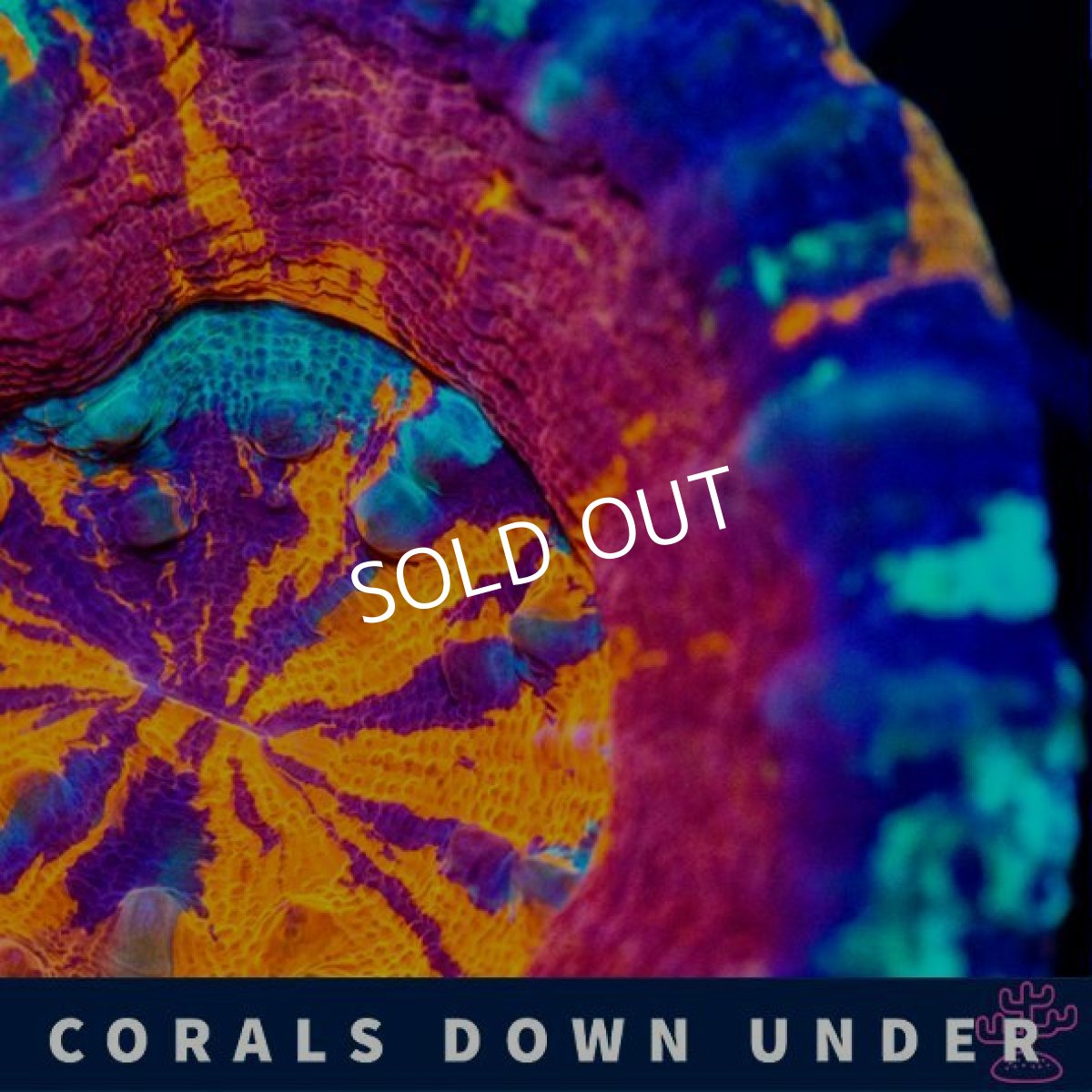 画像2: CDU スコリミア Mixed Pattern No.4 (2)