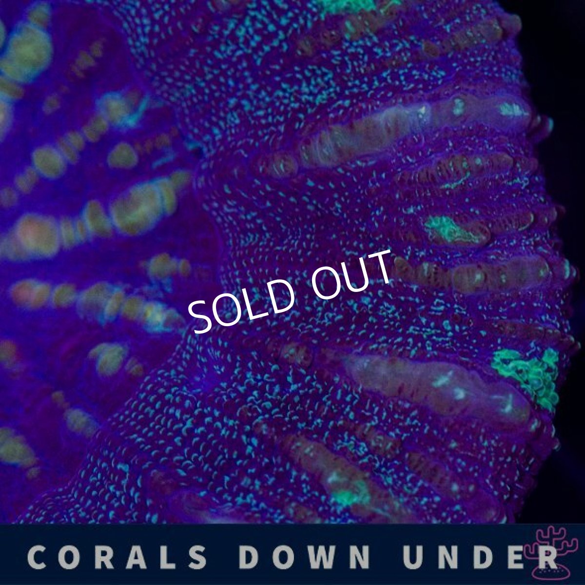 画像2: CDU スコリミア Mixed Pattern No.1 (2)