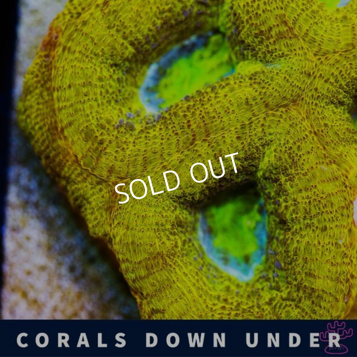 画像2: CDU　H,bowerbanki　Gold (2)