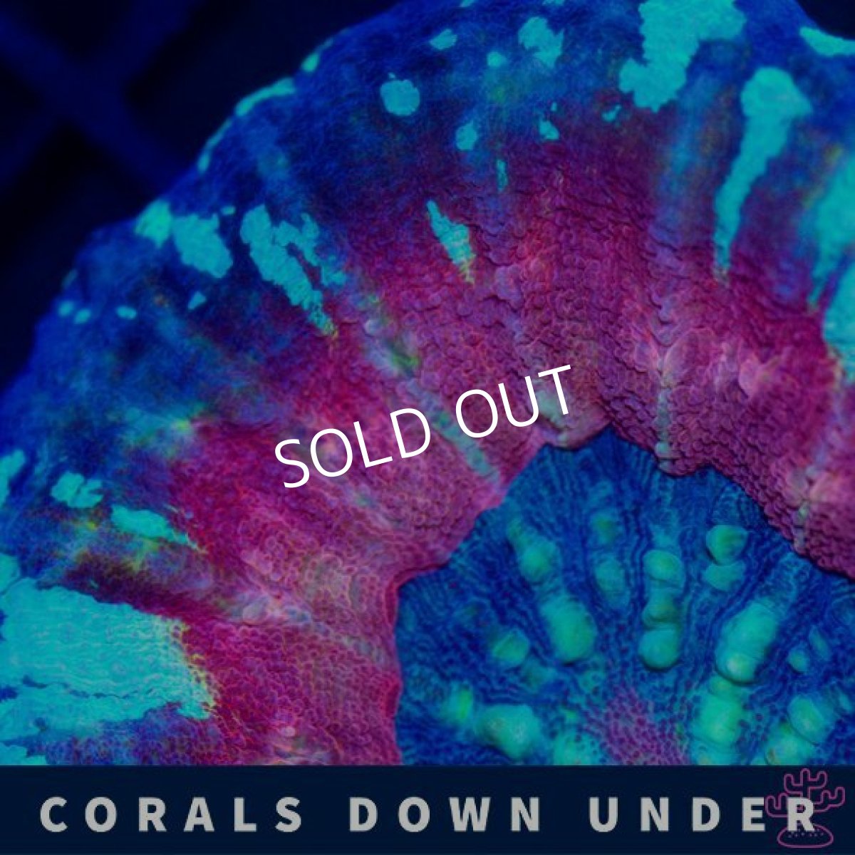 画像2: CDU スコリミア Mixed Pattern No.3 (2)