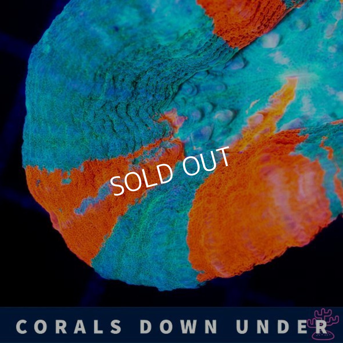 画像2: CDU スコリミア Bleeding Apple (2)