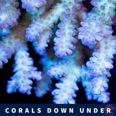 画像2: CDU Acropora Ultra No.214 (2)