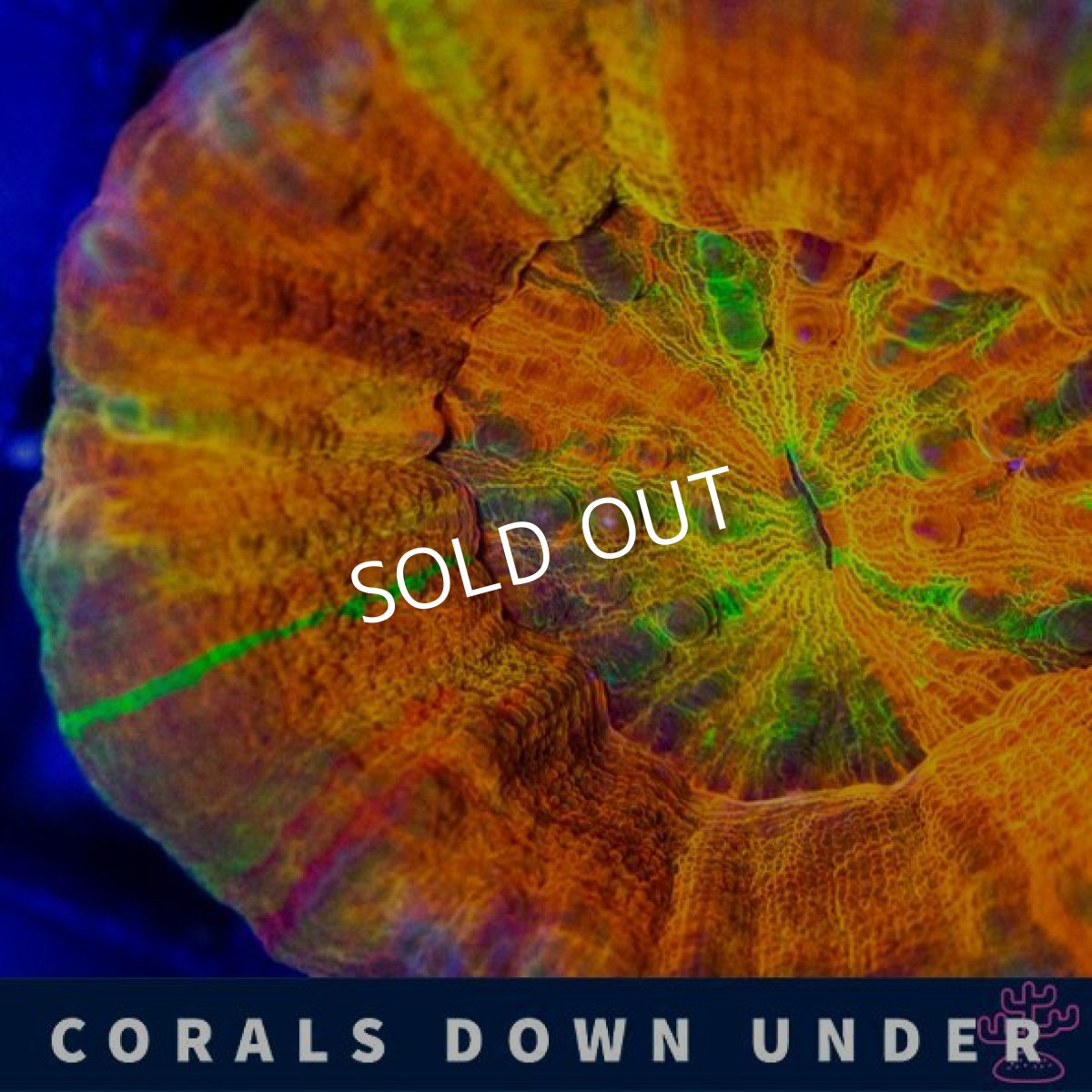 画像2: CDU スコリミア UNUSUAL RARE (2)