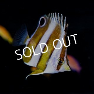 レッドストライプホグフィッシュ - 海水魚専門店 ceppo onlinestore