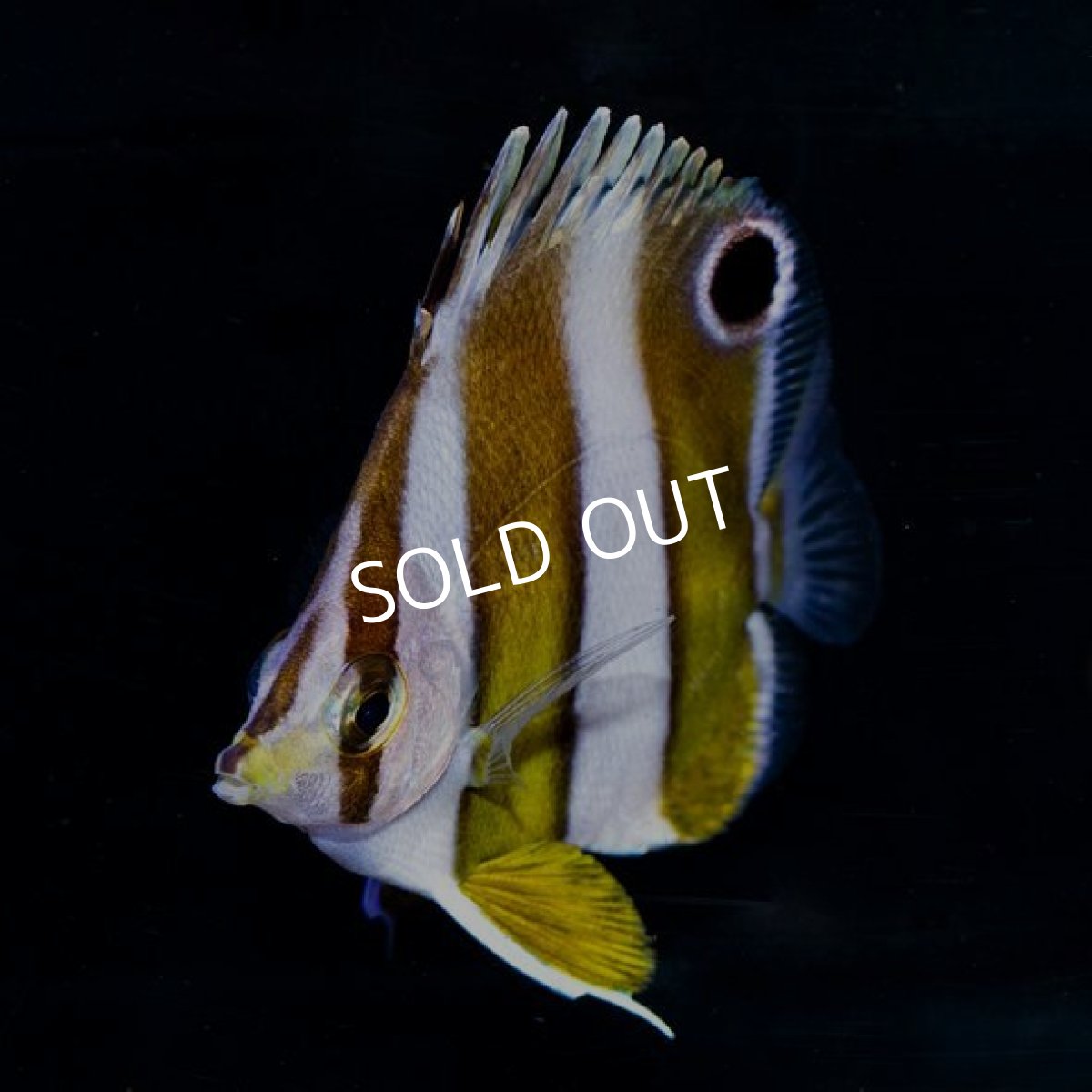 画像2: ゲンロクダイ 伊豆産 (2)