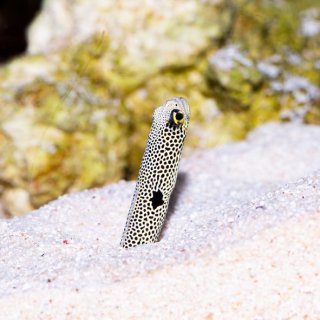 チンアナゴ チンアナゴ - 海水魚専門店 ceppo onlinestore