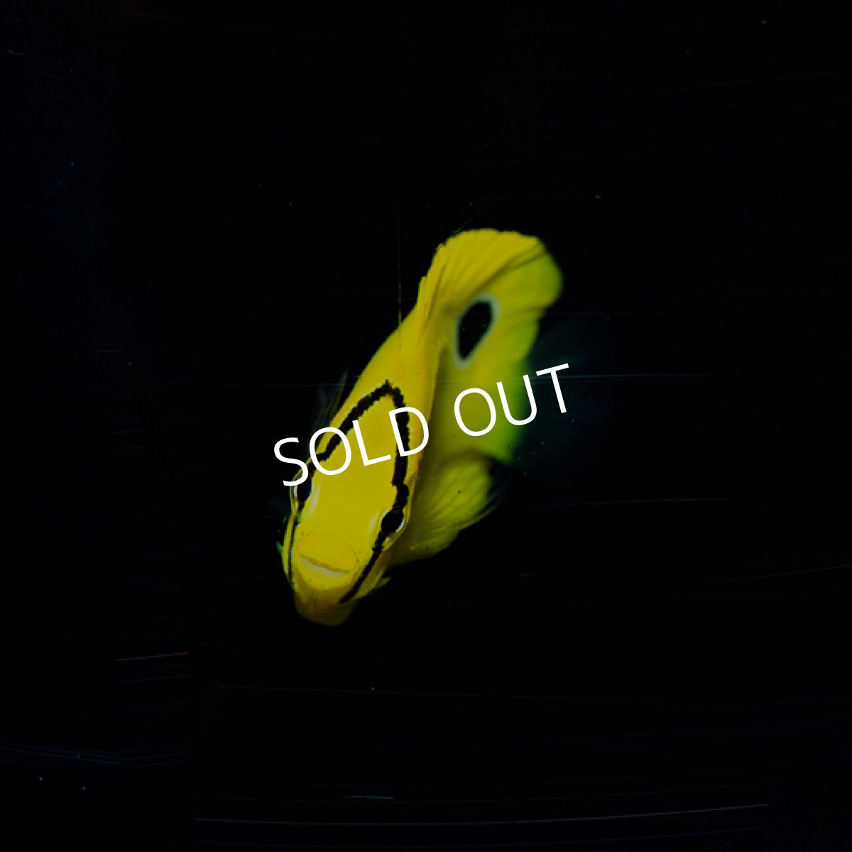 画像2: シテンヤッコ　幼魚　伊豆産 (2)