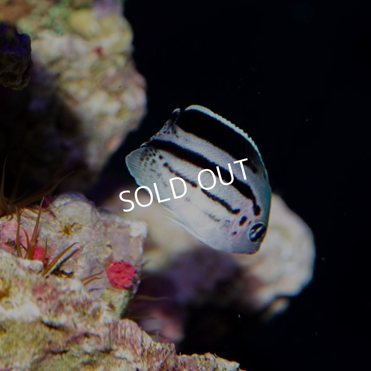 画像2: タテジマヤッコ 幼魚 伊豆産 (2)