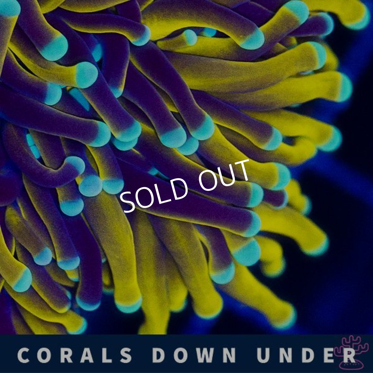 画像3: CDU ゴールドトーチ Mint Mint (3)