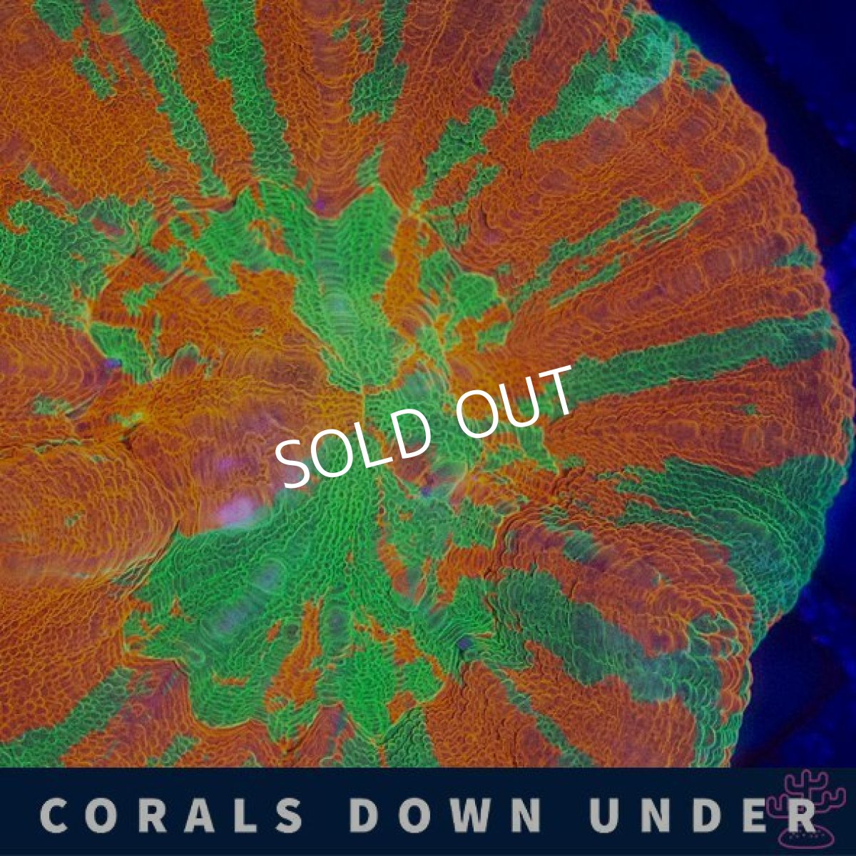 画像2: CDU スコリミア Bleeding Apple No.3 (2)