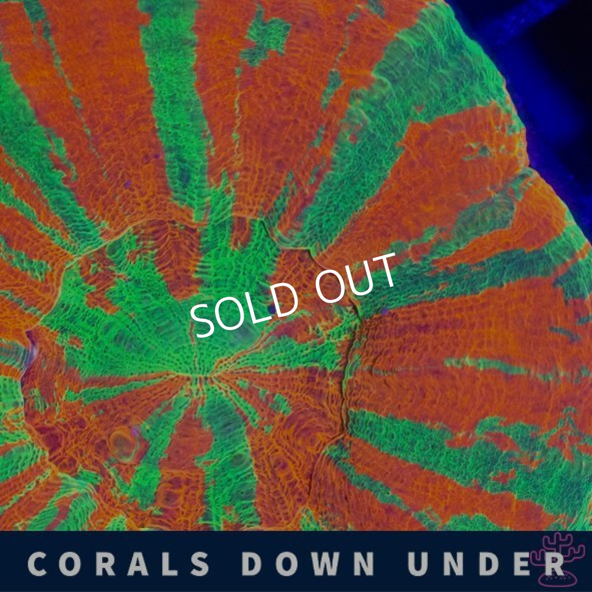 画像2: CDU　スコリミア　Bleeding　Apple No.1 (2)