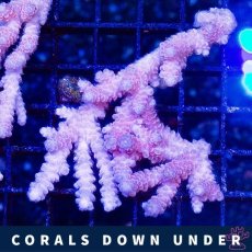 画像1: CDU Acropora Ultra No.217 (1)