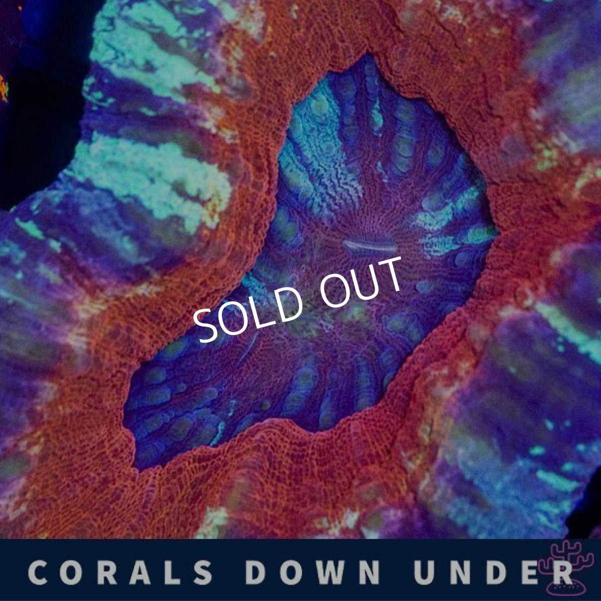 画像2: CDU スコリミア Mixed Pattern No.6 (2)