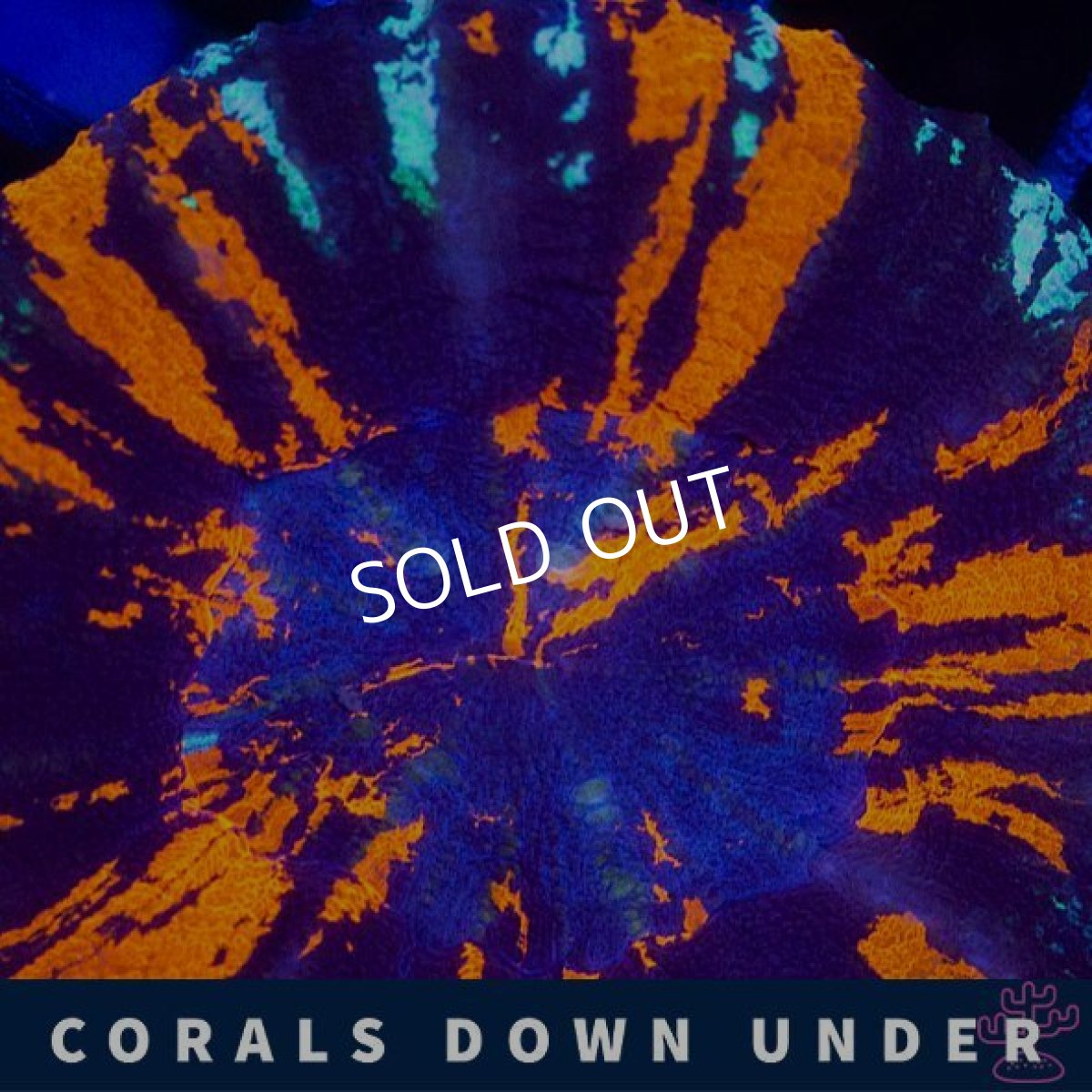 画像2: CDU　スコリミア　War Paint No.3 (2)