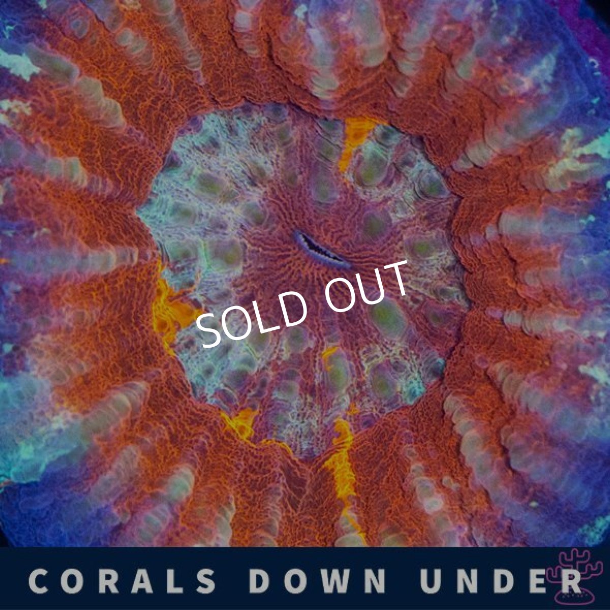 画像2: CDU スコリミア Mixed Pattern No.7 (2)