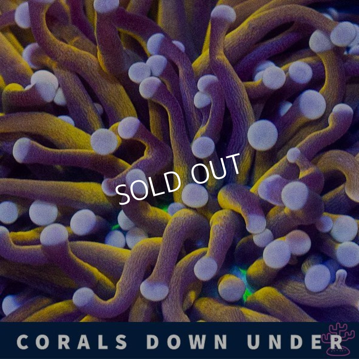 画像2: CDU ゴールドトーチ No.2 (2)