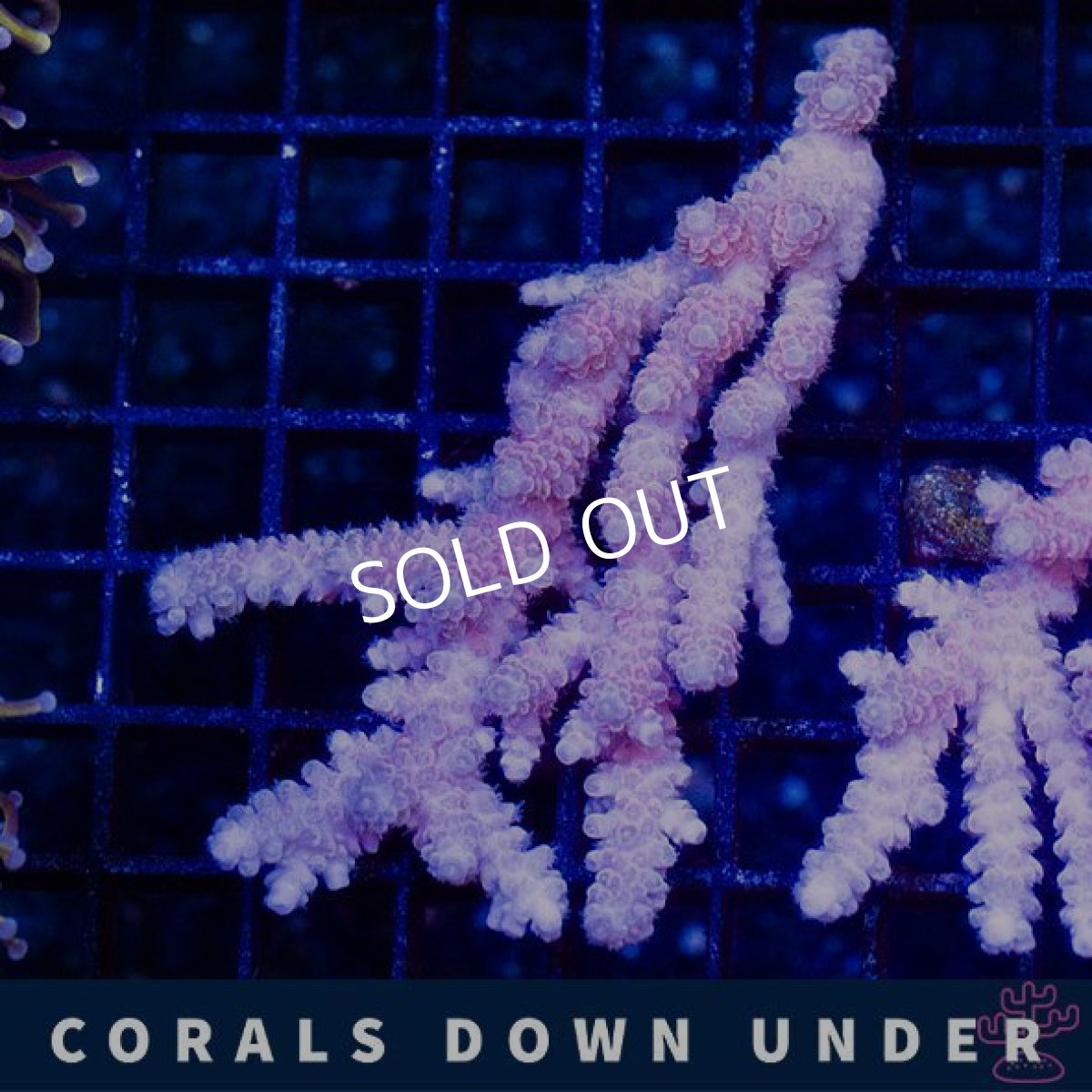 画像1: CDU Acropora Ultra No.216 (1)