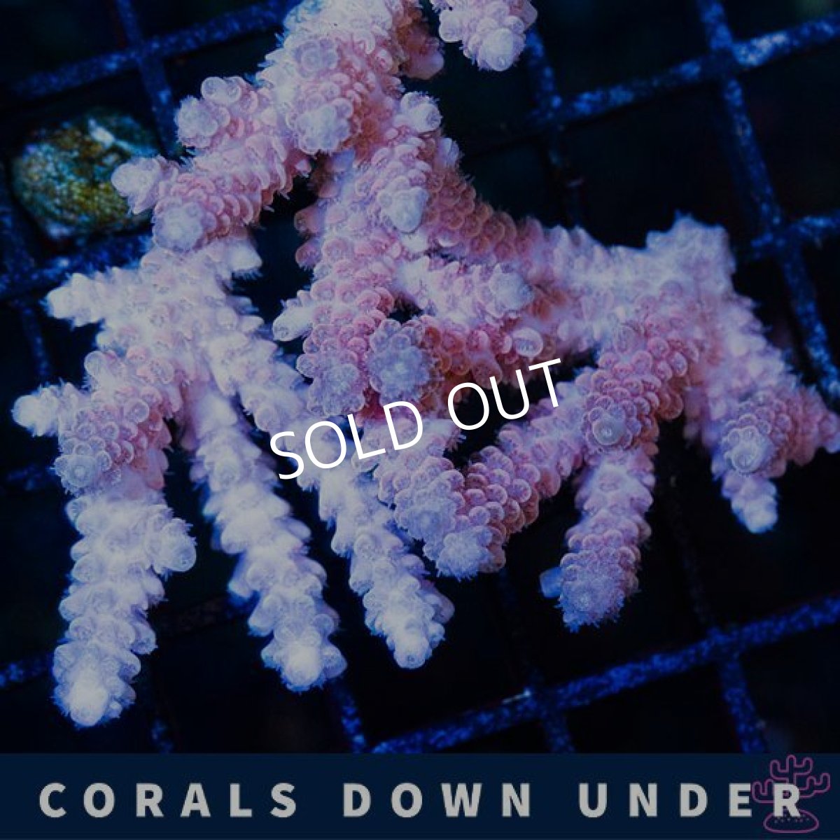 画像2: CDU Acropora Ultra No.217 (2)