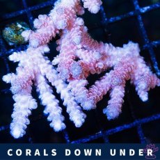 画像2: CDU Acropora Ultra No.217 (2)