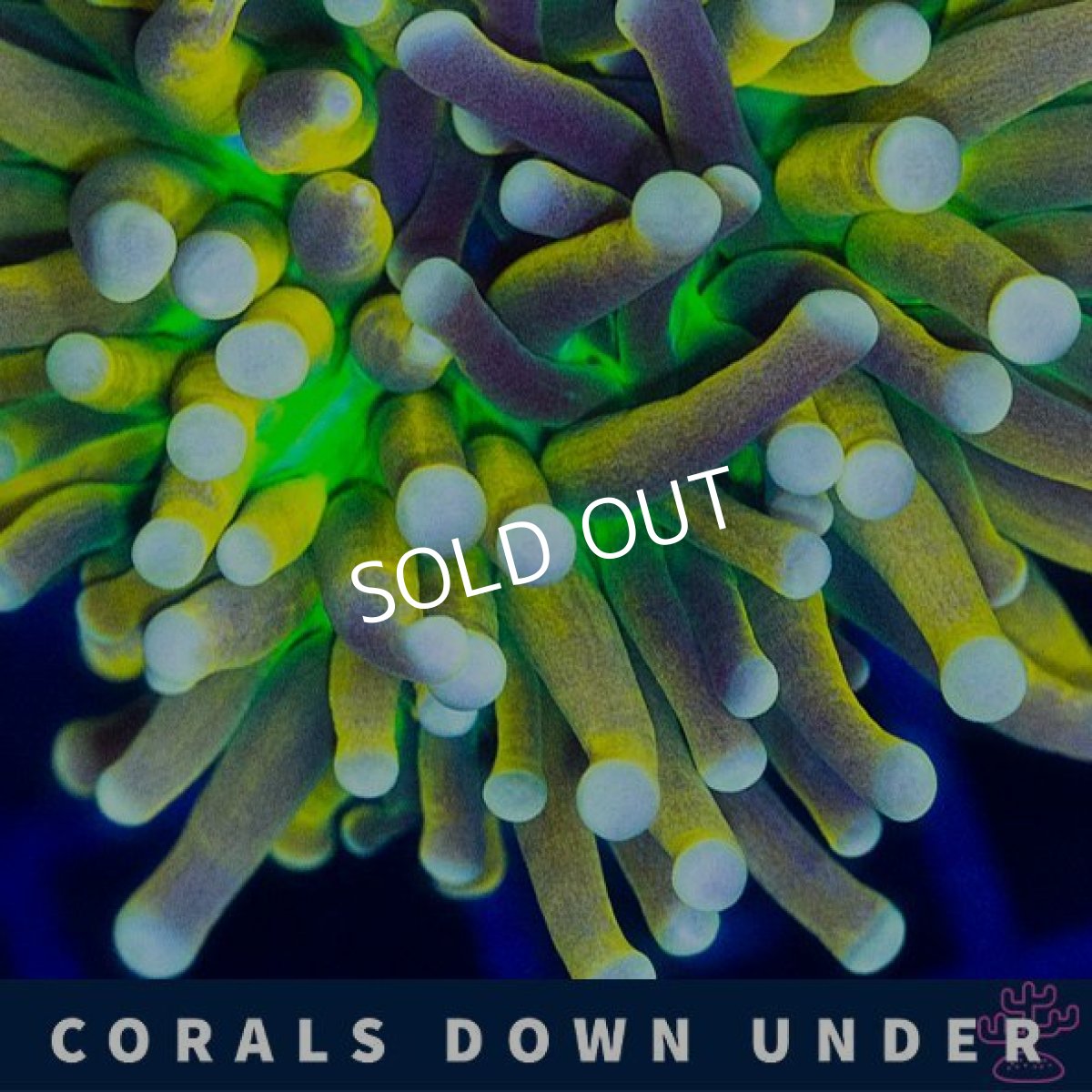 画像2: CDU ゴールドトーチ Banana (2)