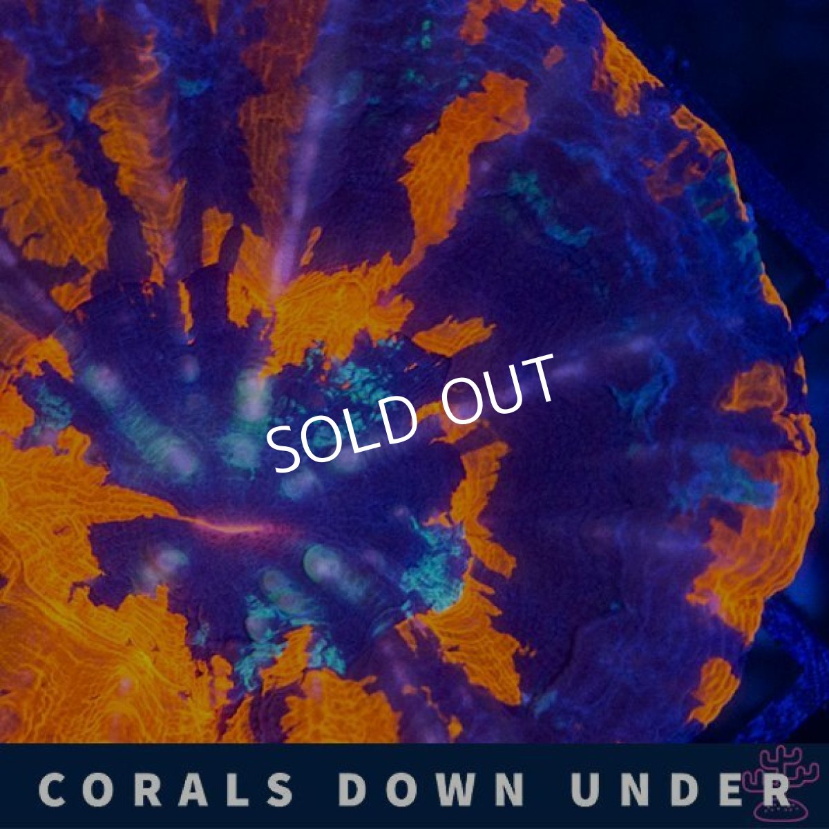 画像2: CDU　スコリミア　War Paint No.1 (2)