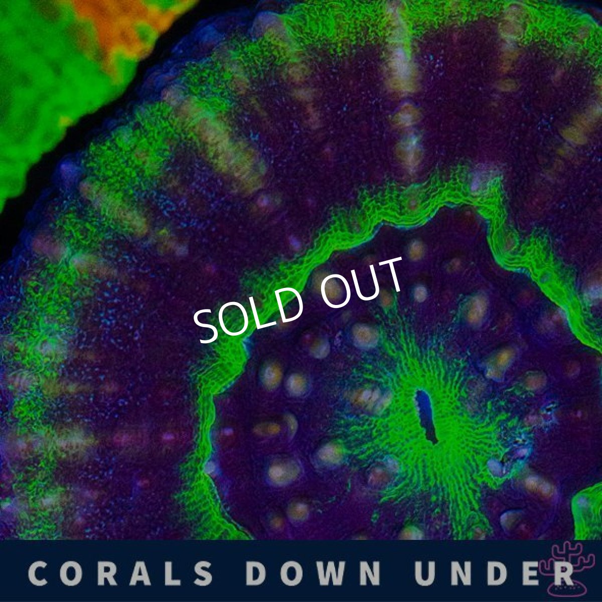 画像2: CDU スコリミア UFO (2)