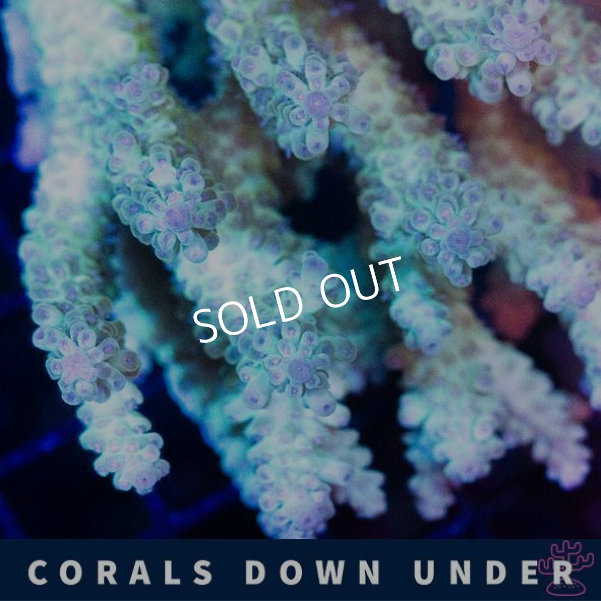 画像2: CDU Acropora Ultra No.218 (2)