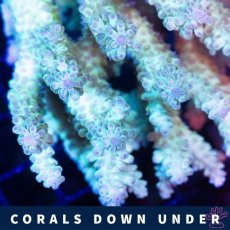 画像2: CDU Acropora Ultra No.218 (2)