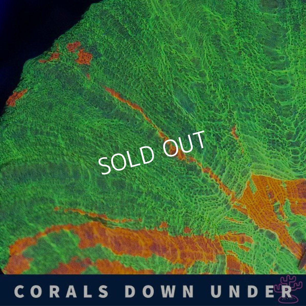 画像2: CDU　スコリミア　Bleeding　Apple No.2 (2)