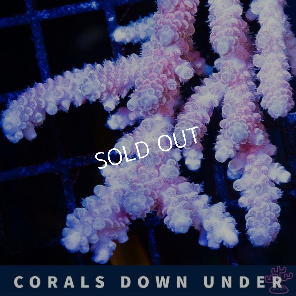 画像2: CDU Acropora Ultra No.216 (2)