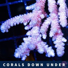 画像2: CDU Acropora Ultra No.216 (2)