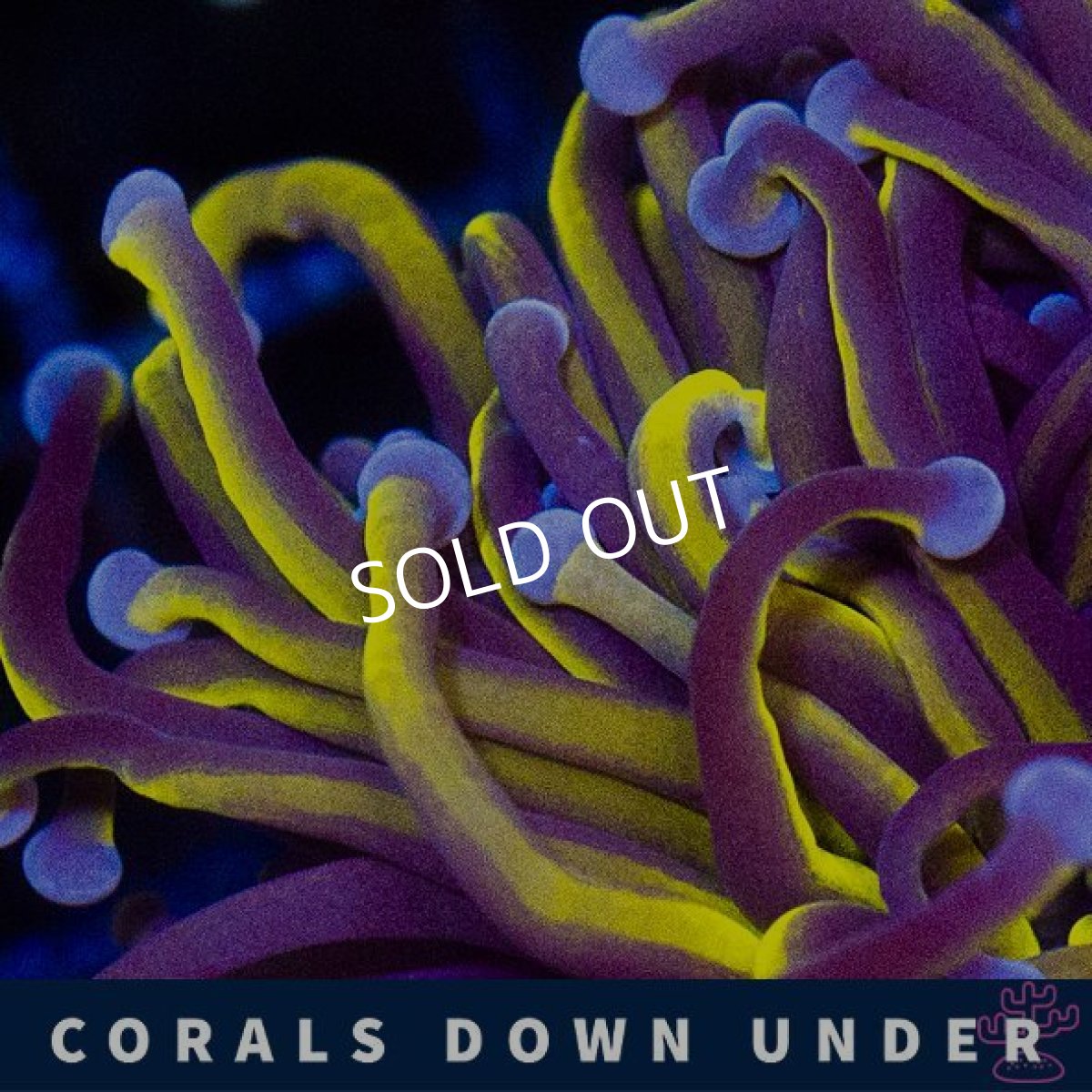 画像2: CDU　ゴールドトーチ　No.3 (2)