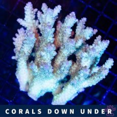 画像1: CDU Acropora Ultra No.218 (1)