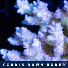 画像2: CDU Acropora Ultra No.219 (2)