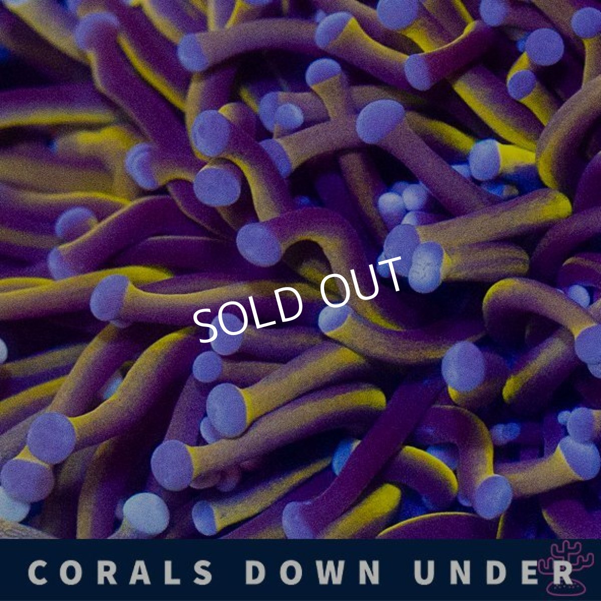 画像2: CDU　ゴールドトーチ　No.1 (2)