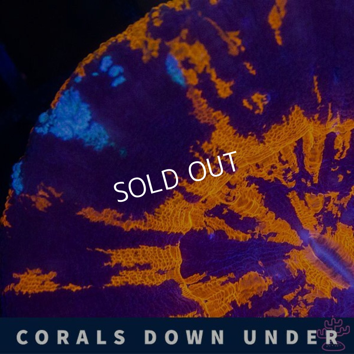 画像2: CDU　スコリミア　War Paint No.2 (2)