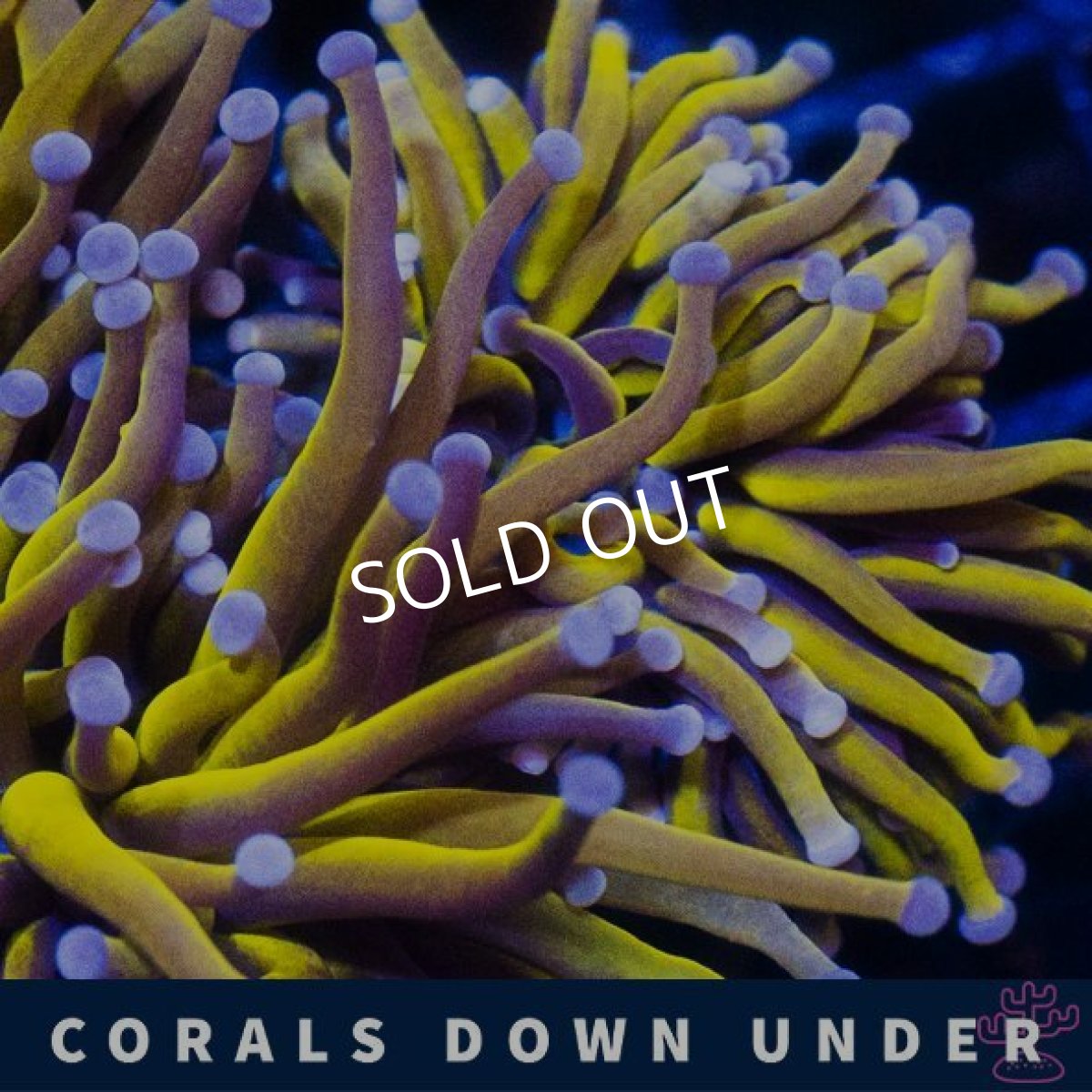 画像2: CDU ゴールドトーチ No.5 (2)